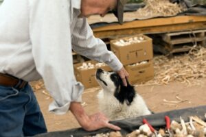Man petting a dog with boxes in background